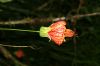 image of Hibiscus 