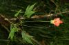 image of Hibiscus 