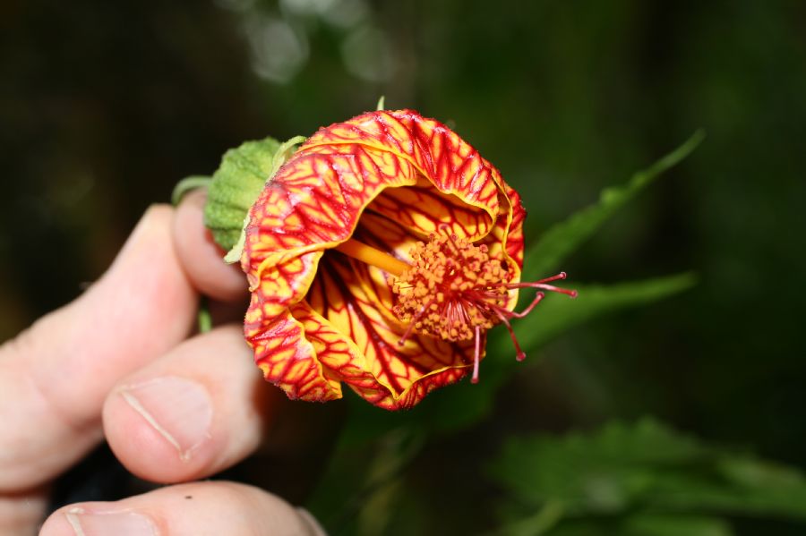 Malvaceae Hibiscus 