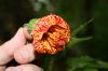 image of Hibiscus 