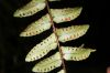 image of Nephrolepis pendula