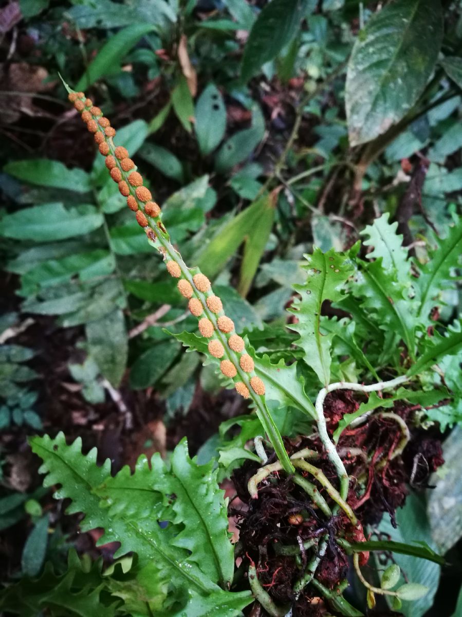 Polypodiaceae Microgramma bifrons