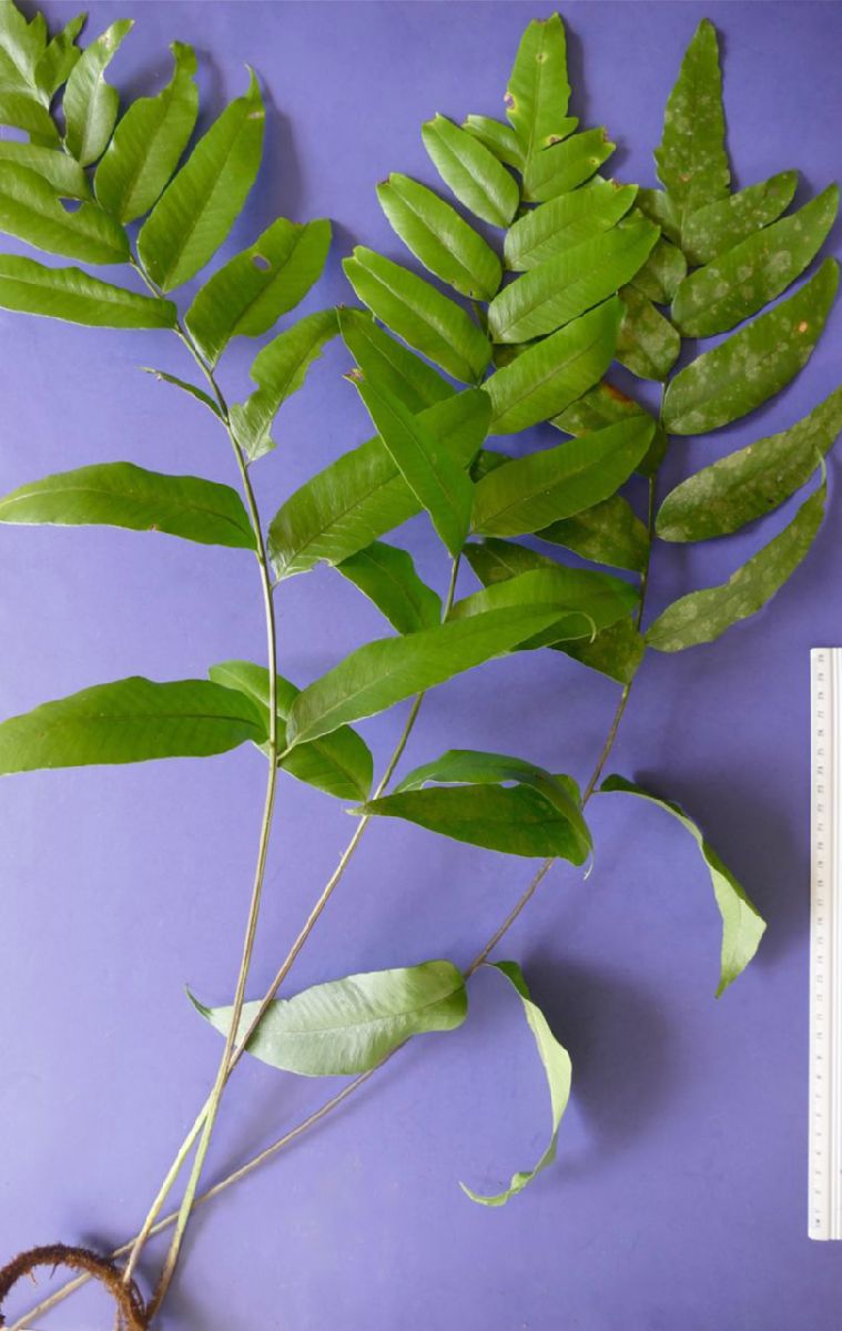 Dryopteridaceae Polybotrya polybotryoides