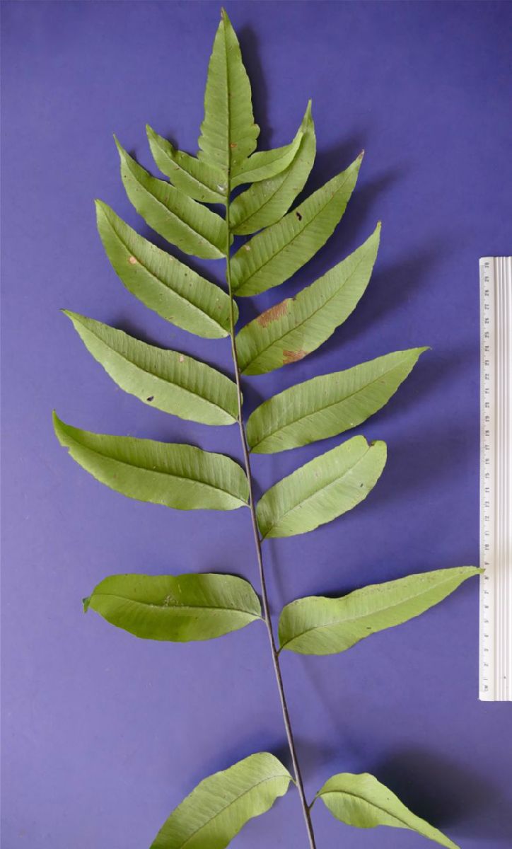 Dryopteridaceae Polybotrya polybotryoides
