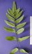 image of Polybotrya polybotryoides