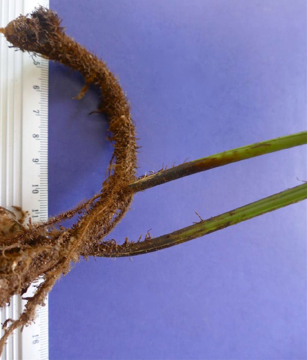Dryopteridaceae Polybotrya polybotryoides