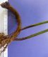 image of Polybotrya polybotryoides