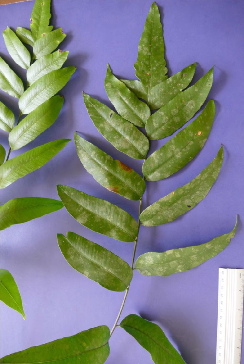 Dryopteridaceae Polybotrya polybotryoides