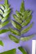 image of Polybotrya polybotryoides