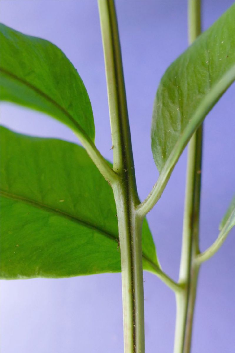 Dryopteridaceae Polybotrya polybotryoides