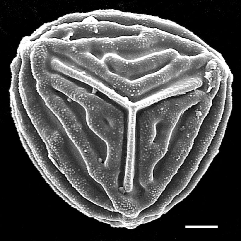 Anemiaceae Mohria nudiuscula