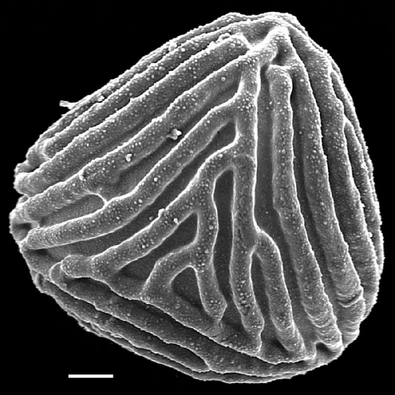 Anemiaceae Mohria nudiuscula