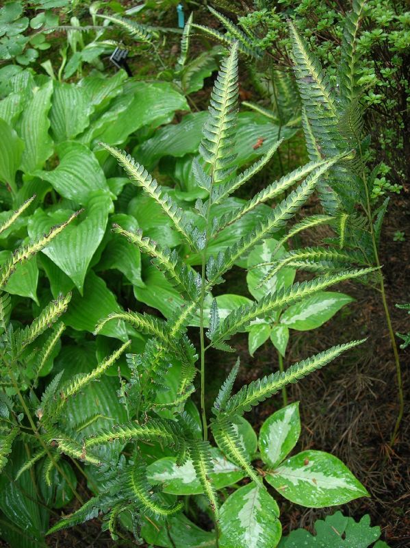 Dryopteridaceae Arachniodes simplicior