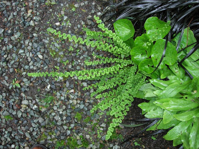 Athyriaceae Athyrium filix-femina