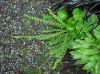 image of Athyrium filix-femina
