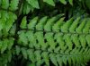 image of Athyrium vidalii