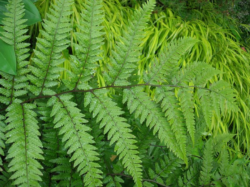 Athyriaceae Athyrium vidalii
