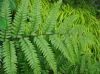 image of Athyrium vidalii