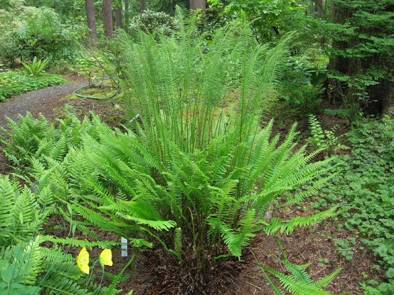 Blechnaceae Struthiopteris spicant