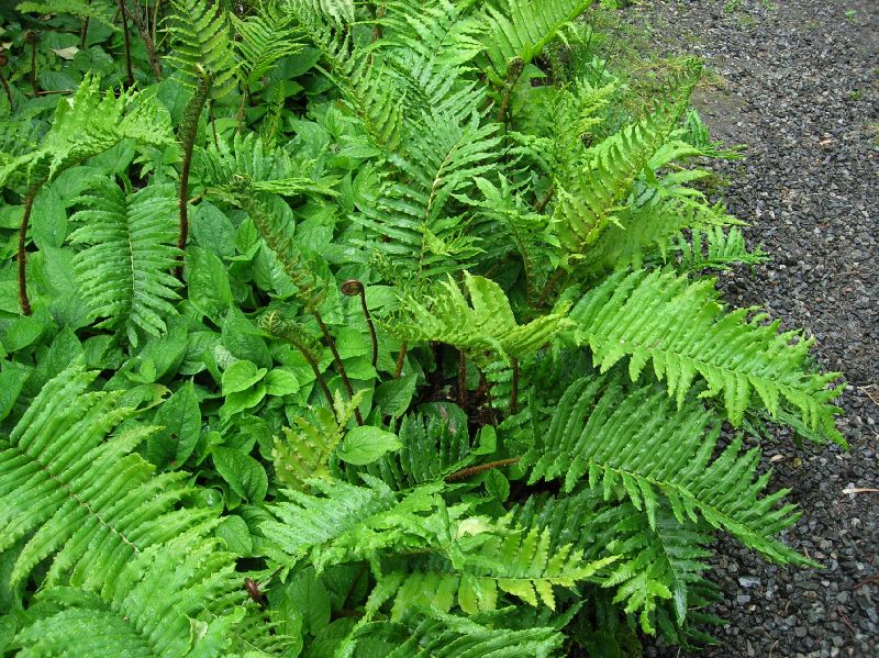 Blechnaceae Parablechnum chilense