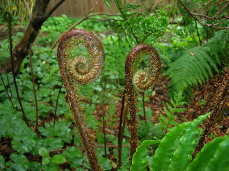 Blechnaceae Parablechnum chilense