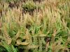 image of Austroblechnum penna-marina