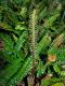 image of Austroblechnum penna-marina