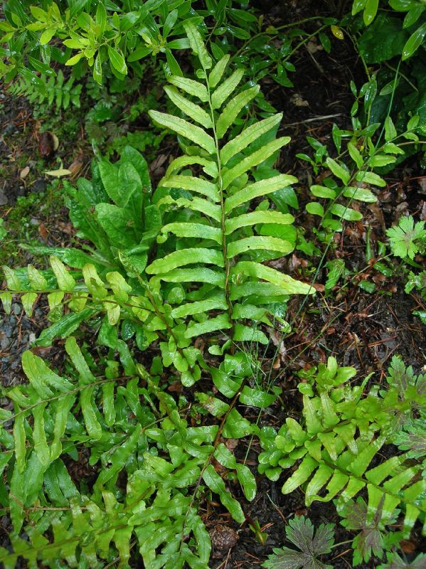 Blechnaceae Parablechnum watsii