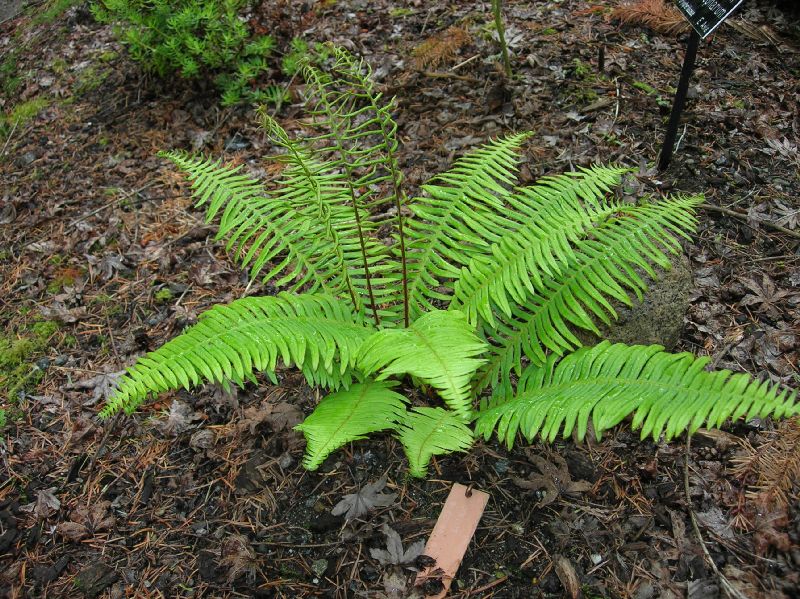 Blechnaceae Spicantopsis niponica