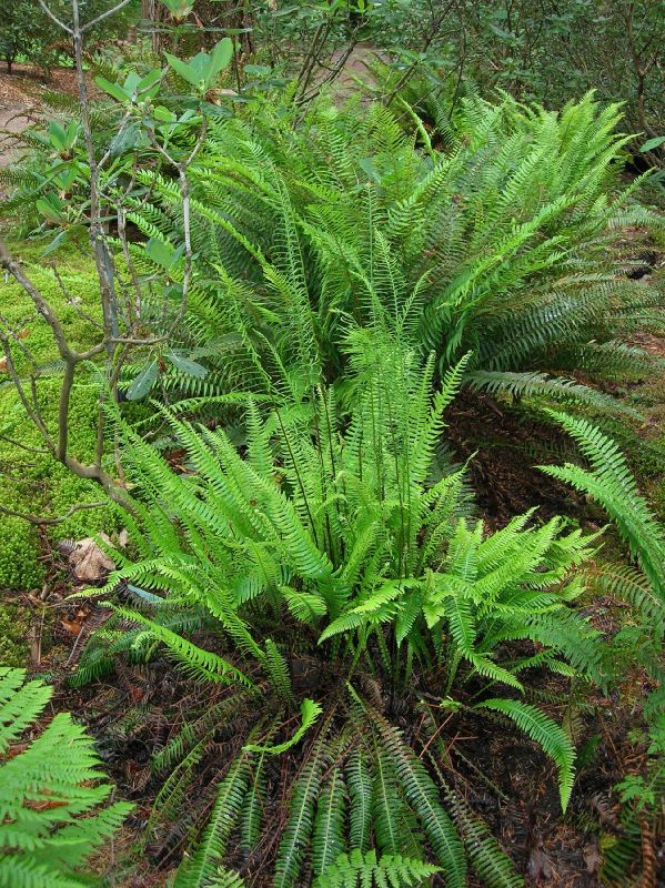 Blechnaceae Struthiopteris spicant
