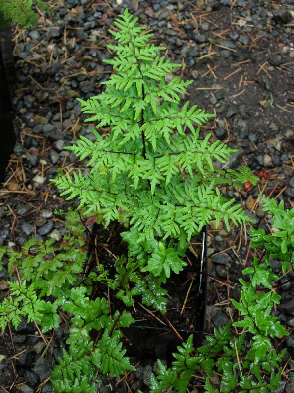 Pteridaceae Cheilanthes quadripinnata