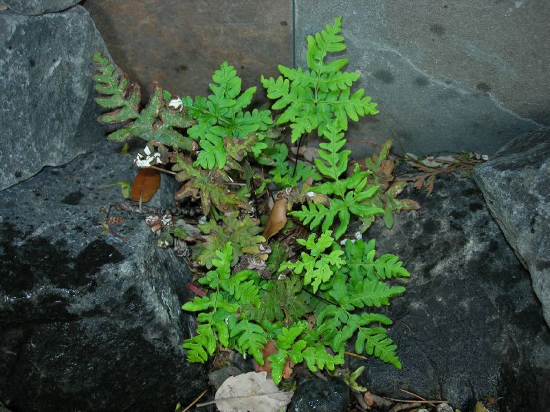 Adiantaceae Aleuritopteris argentea