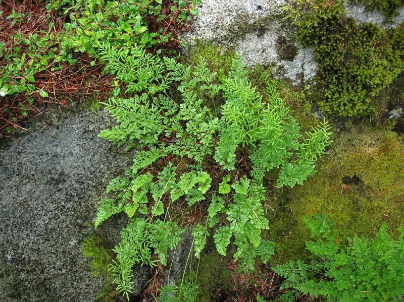 Pteridaceae Cryptogramma acrostichoides