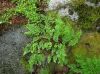 image of Cryptogramma acrostichoides
