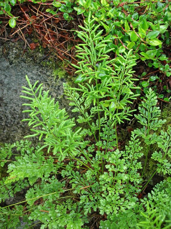 Pteridaceae Cryptogramma acrostichoides