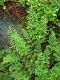 image of Cryptogramma acrostichoides