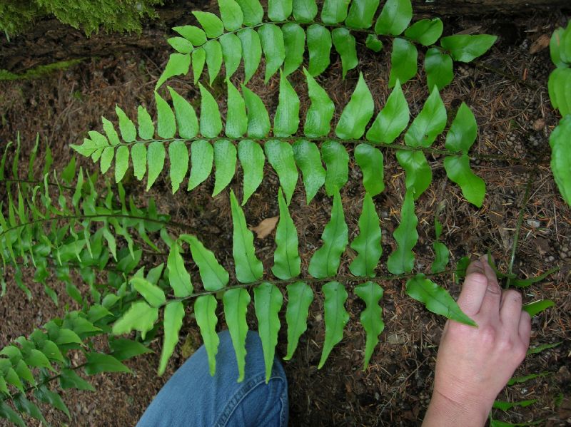Dryopteridaceae Cyrtomium lonchitoides