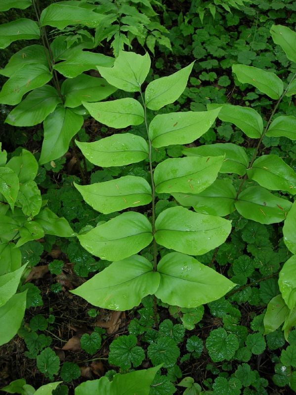 Dryopteridaceae Cyrtomium macrophyllum