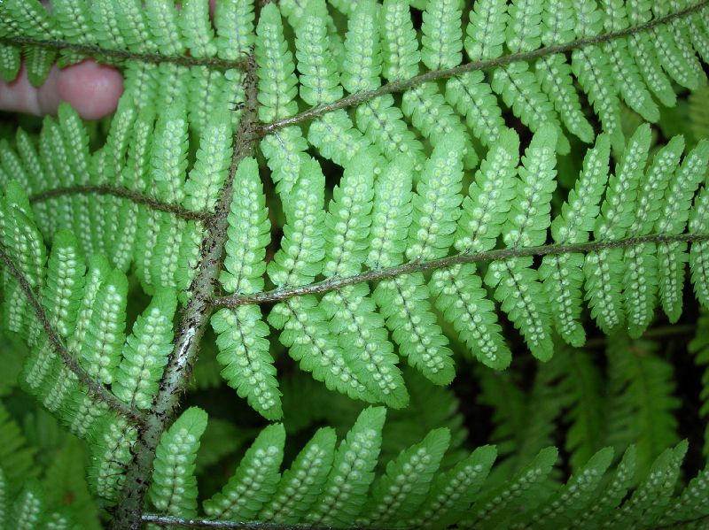 Dryopteridaceae Dryopteris cashmiriana