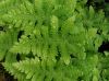 image of Gymnocarpium oyamense