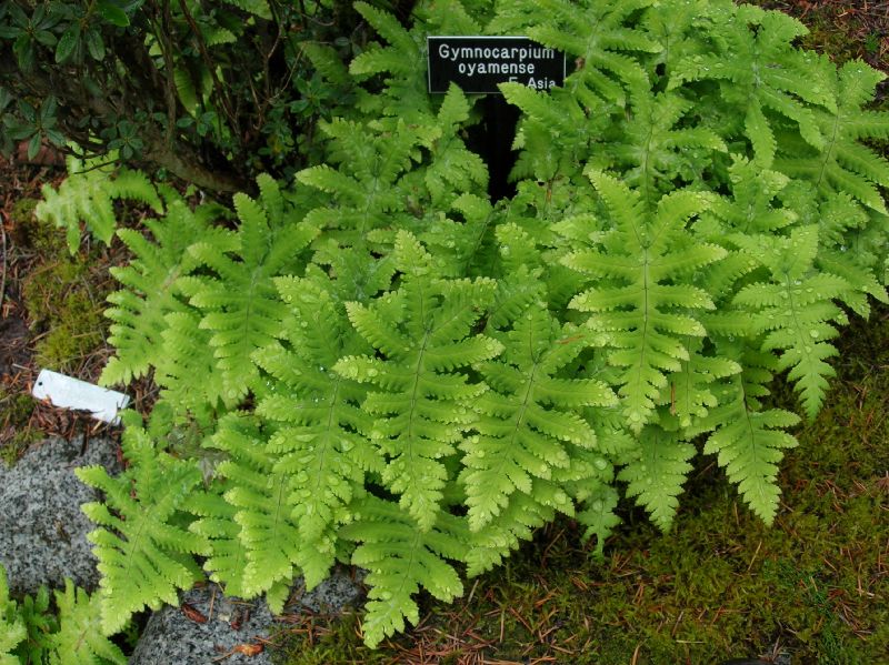 Cystopteridaceae Gymnocarpium oyamense
