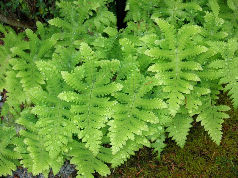 Cystopteridaceae Gymnocarpium oyamense