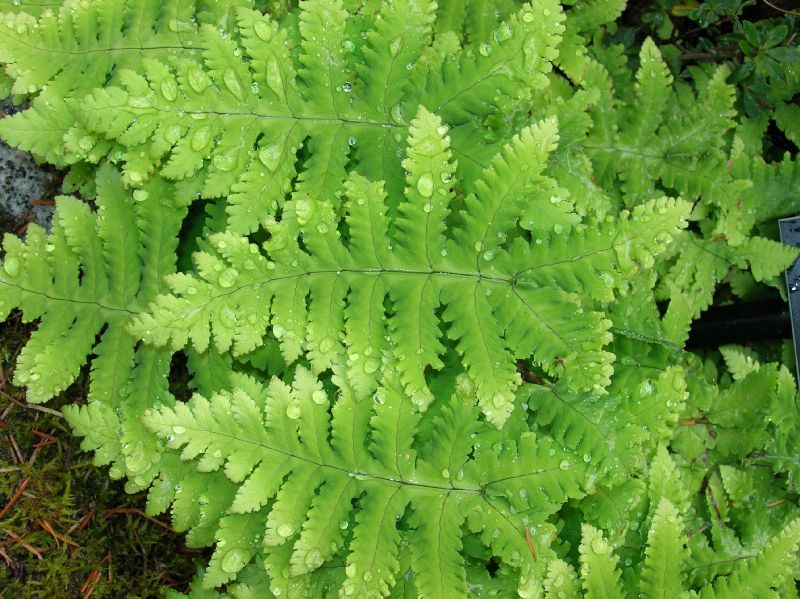 Cystopteridaceae Gymnocarpium oyamense
