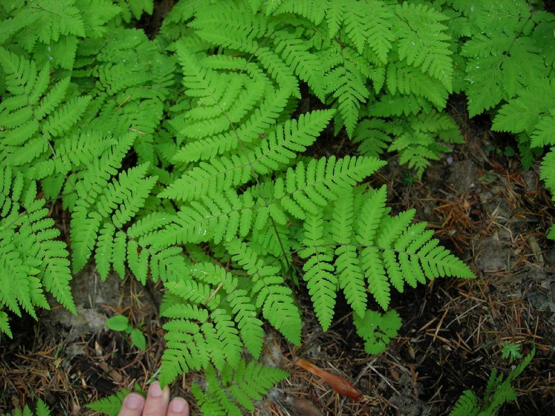 Cystopteridaceae Gymnocarpium disjunctum