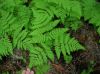 image of Gymnocarpium disjunctum
