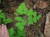 image of Gymnocarpium dryopteris