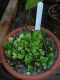 image of Lemmaphyllum microphyllum