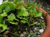 image of Lemmaphyllum microphyllum