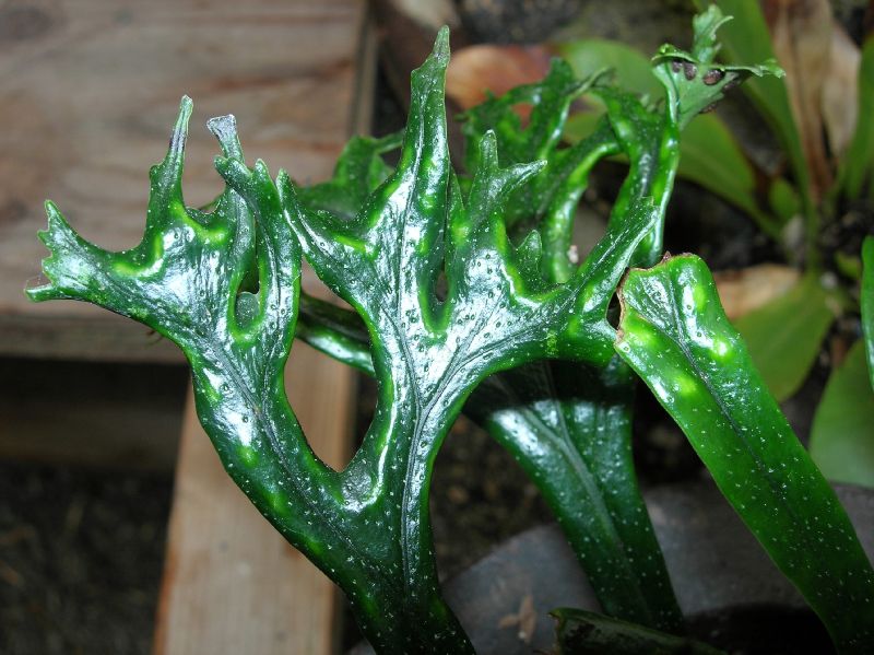 Polypodiaceae Lepisorus thunbergianus