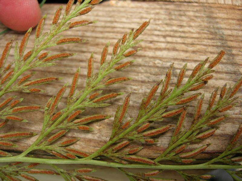 Pteridaceae Onychium japonicum